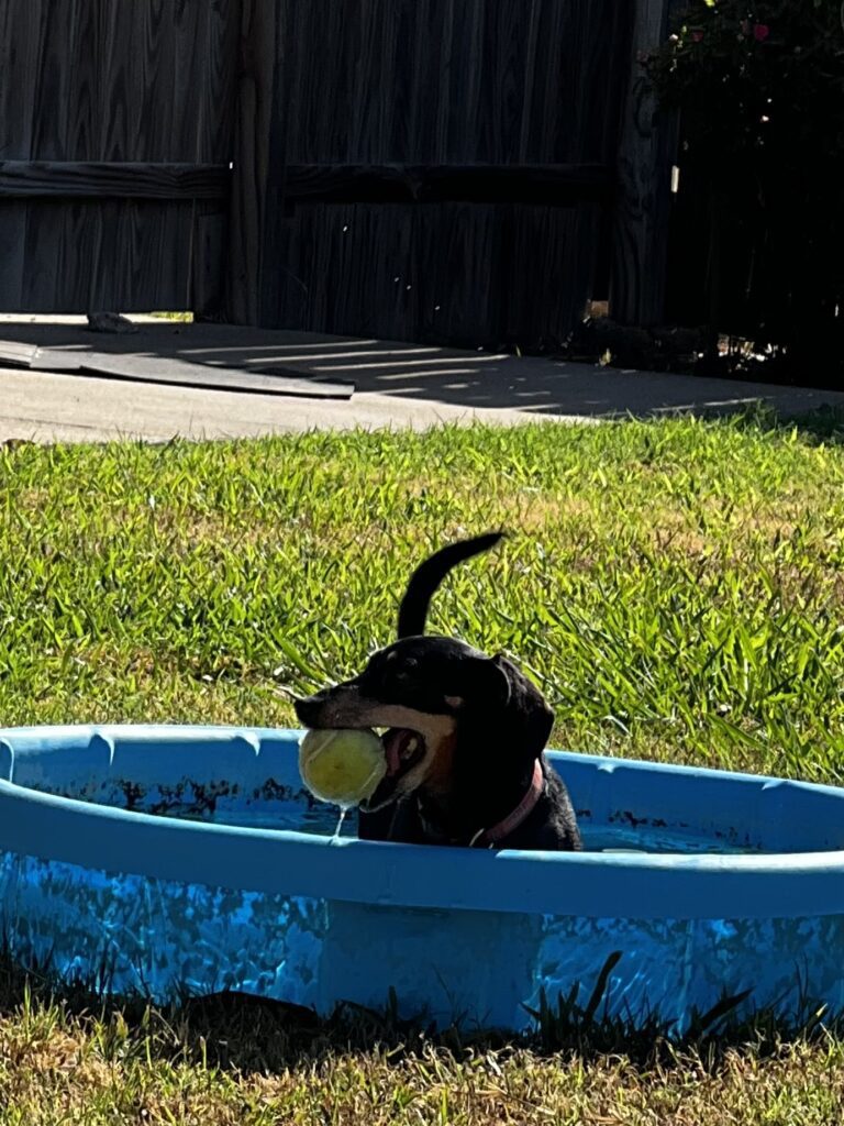 A small black dog plays with a tennis ball in a blue kiddie pool.